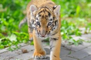 В Луцьку народилася тигриця
