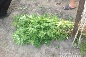 У Березному чоловік засадив парник коноплями – стверджує, що збирався ними лікуватися (фото)