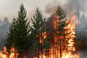 На Рівненщині чоловік ледь не спалив ліс і свій трактор