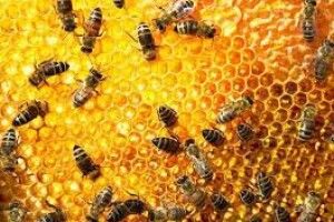 У Ковельському районі пасічники отримали гроші на розвиток 