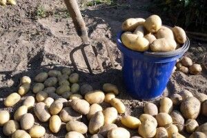 На Волині 16 фермерів-картоплярів об’єднались в кластері