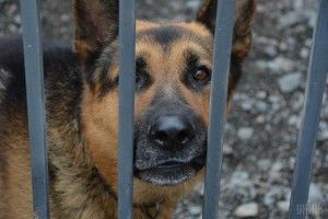 Шукати зброю, вибухівку і затримувати злочинців: як цуценят готують до роботи на блокпостах 