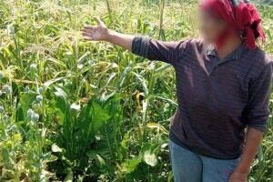 На Ківерцівщині виявили ділянку з посівами зобороненої рослини (Фото)