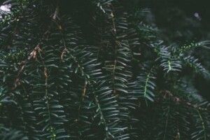 Волинські ялини і сосни  везуть для Одеської, Херсонської і Миколаївської областей