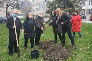 На Волині посадили косачівські груші