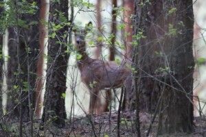 У нацпарку на Волині зазирнули у світ дикої природи