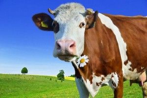 Як підготувати корову до отелення