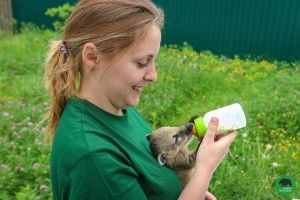 У Луцькому зоопарку виходили крихітку-носуху, якого покинула мама відразу після народження 