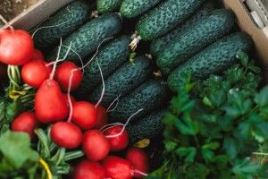 Україна на шляху до аграрної революції: як AgroGloryTime змінює агробізнес за допомогою технологій