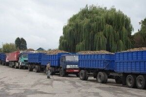 До Гнідавського цукрового заводу вишикувались вантажівки з цукровими буряками (Фото)