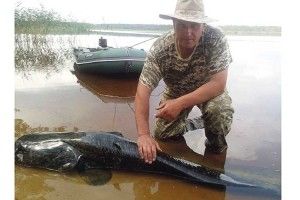 Сома довжиною близько двох метрів зловив рибалка в озері Нобель