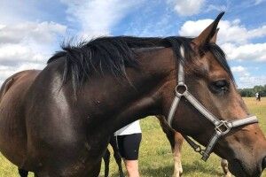 Вбивство коней на фермі під Полтавою: що відомо