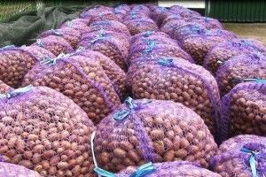 На Волині – рекордний урожай жолудів