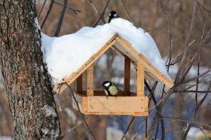 Здолбунівські другокласники започаткували флешмоб на допомогу дзьобатим