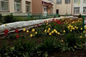 У селі на Волині похвалилися своєю квітковою Голландією (Фото)