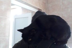 Луцький кіт-безхатько Тимко знайшов собі господаря і відразу всівся йому на шию (фото)