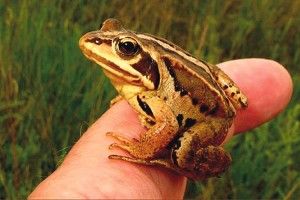 Як жаби із сільської канави «підняли» бюджет громади