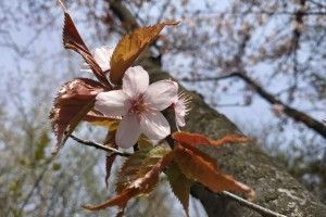У Луцьку цвіте сакура