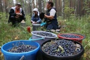 Сезон чорниць – волинян попереджають про штрафи за «гребінки»