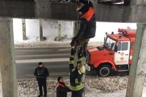 Бійцям ДСНС довелося рятувати цуцика-верхолаза (фото)