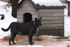 Солома, гаряча їжа та генератор для операційної: як луцький притулок для тварин долає найважчу зиму (Відео)