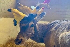У відомого на Рівненщині оленя Бориса почав неправильно рости ріг після травми