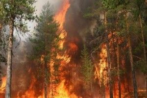 У 2020 році в Україні згоріло у 40 разів більше лісу, ніж минулоріч