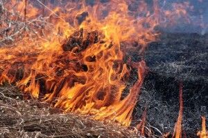 Волинянин підпалив траву і спалив 14 га лісу 