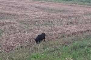 Волинян просять допомогти собакомамі, яка змушена ловити мишей, аби вигодувати своїх цуценят (Фото)