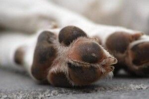 Затягнув у кущі і зарізав: на Волині судили молодика, який познущався з тварини