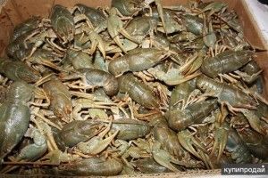Рибінспектори взяли за с**ку трьох рівнян, які торгували раками