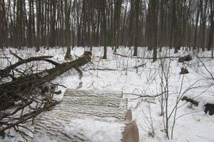 Камінь-Каширський район: нарізали лісу на кримінал