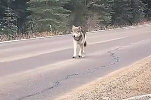 На Поліссі вовк вийшов назустріч водію 