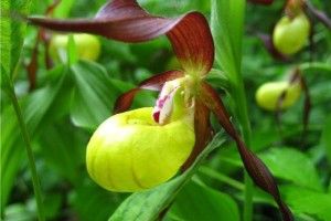 У Цуманській пущі розквітли зозулині черевички – рослина, яка зацвітає лише на 18-й рік