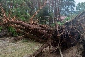 У селі Світязь негода повиривала дерева з корінням (Фото)