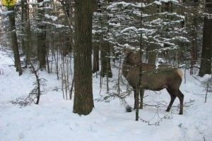 На Львівщині нелюди вбили вагітну лосицю