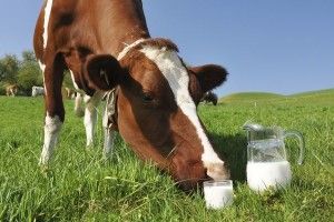 Майже 90% молока від населення становить саме другий ґатунок