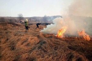 На Закарпатті ледь не спалили Долину нарцисів