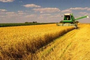 У Луцькому районі почали жнивувати