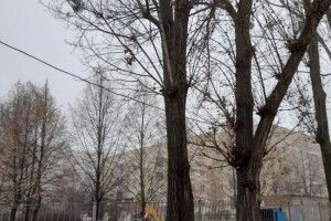 «Вернулася віддати дитині водичку»: гілка ледь не вбила жінку на території школи
