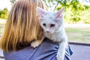 Бійцям ДСНС довелося рятувати кота-верхолаза (Фото)