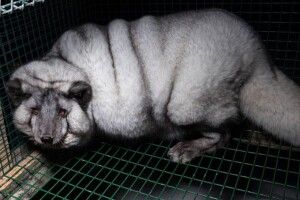 Надмірна вага заради цінного хутра 