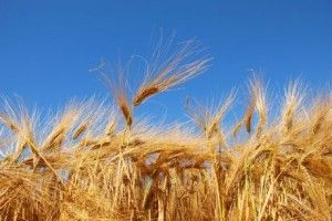 Сільське господарство Волині росте за рахунок рослинництва