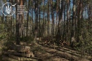 На Волині виявлено незаконну порубку дерев та необліковану лісопродукцію