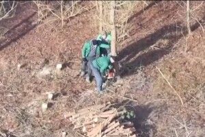 У Луцькому районі «чорні лісоруби» знищили майже дві тисячі дерев (Відео)