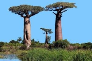 В Африці масово вимирають тисячолітні баобаби
