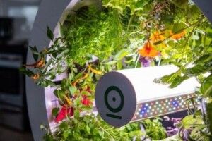 Канадці розробили мікроферми для квартир