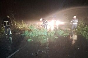 Під ранок на Волині дорогу перегородило дерево