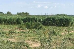 На Гнідавському цукровому заводі насіялися коноплі (Фото)