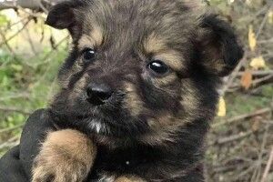 Волонтери рятують цуценят-безхатченків
